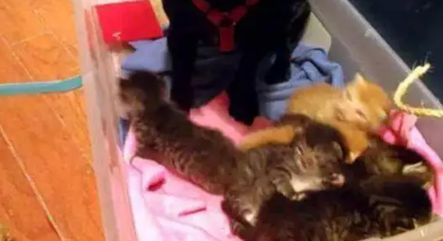 流浪猫闯进家中，产下7只猫宝宝，家里的狗狗可乐坏了