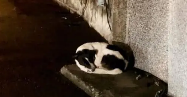 狗狗一直守在公路边不愿离开，路人上前一看感动得热泪盈眶