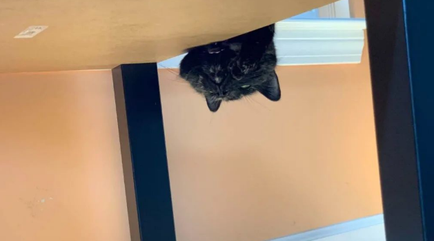 主人看到猫咪卡在窗户纱窗的缝隙中，欲上前营救却发现它乐在其中