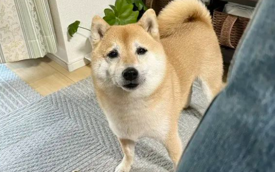 听到主人咳嗽，柴犬立马带着玩偶过来探病：还好吗？