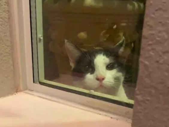 带狗出门遛弯，迎面走来一只流浪猫，直接跟女子到家门口