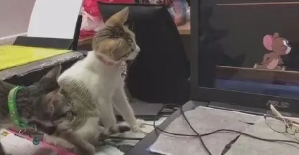 两只小奶猫坐屏幕前看动画，老鼠出来的那一刻，都忍不住激动了