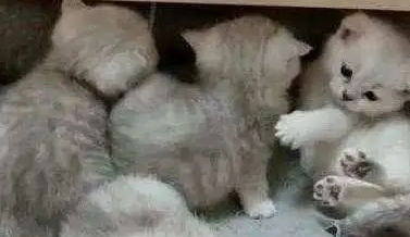 猫咪生了窝小奶猫，每次喂奶都一脸惊恐：我是不是快要被吸干了？