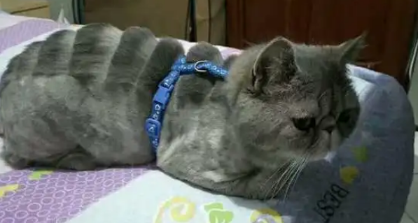 加菲猫被二货主人剃了毛，秒变霸王龙，整天以泪洗面、好委屈