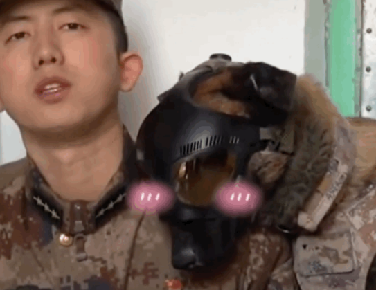 军犬因撒娇火遍全网，亲亲贴贴还偷偷牵手…网友：训导员可真帅！