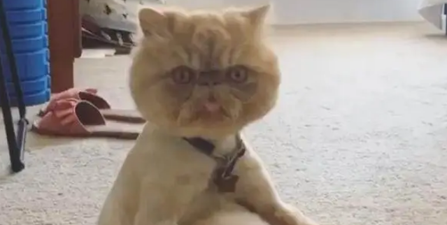 猫咪做完绝育后，主人担心它做傻事，早上起床时看到了眼前这幕