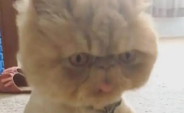 猫咪做完绝育后，主人担心它做傻事，早上起床时看到了眼前这幕