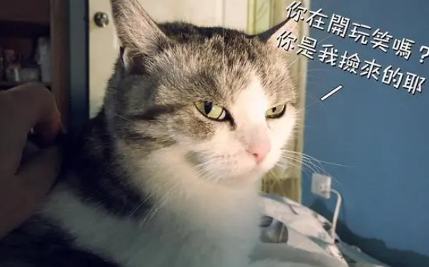 主人误食猫咪零食，结果上吐下泻身体虚脱，猫：本喵的东西也敢吃