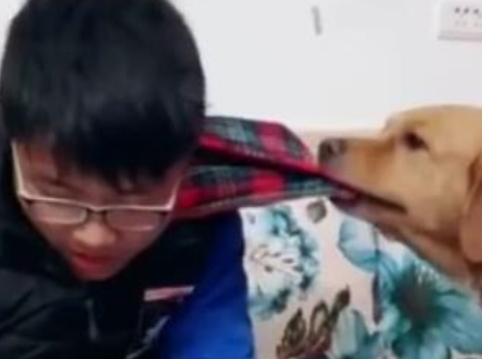 养金毛之后，孩子想玩手机，金毛比老师家长管的还严，监督读书 