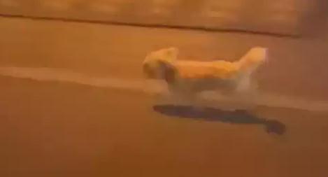 狗狗在马路上狂追电动车，以为它是掉下来了，却得到对方回答：故意丢的