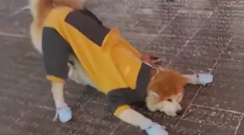 狗狗趴在地上不愿走，主人给它脱了衣服鞋子立马起身，是怕冷吗