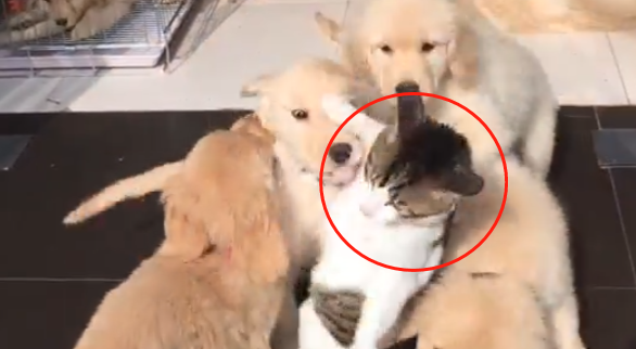 猫咪遇到9只热情的小金毛，结果悲剧了，还好主人出手相救