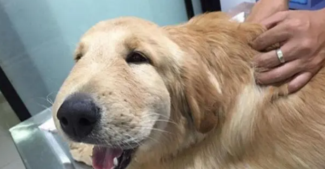 泰国一金毛犬贪玩，被蜜蜂蛰了脑袋，模样让人既心疼又想笑