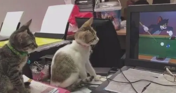 两只小奶猫坐屏幕前看动画，老鼠出来的那一刻，都忍不住激动了