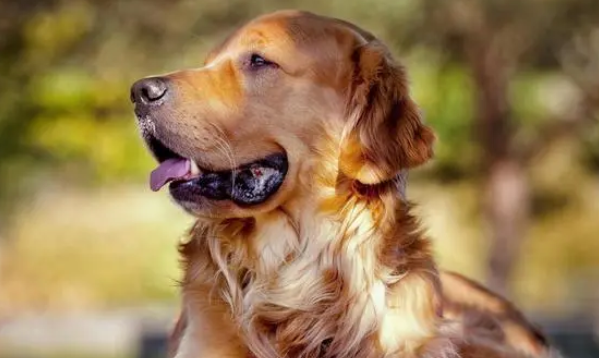 成都重拳整治养犬乱象之后 宠物犬行为矫正训练走俏