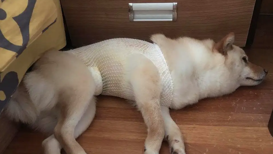 要不要给狗狗做绝育？兽医是这么说的