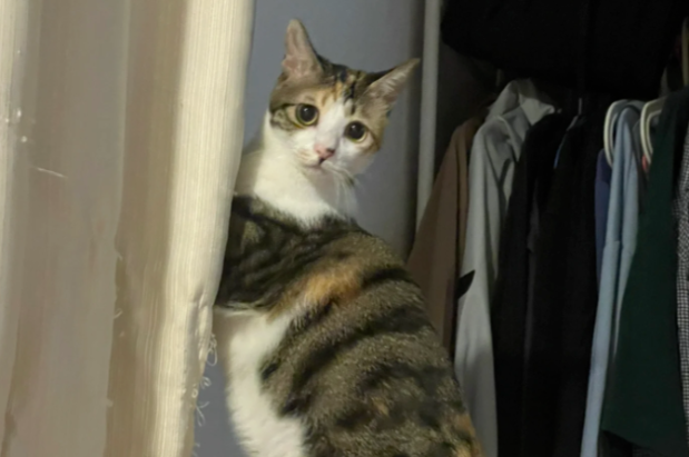 网友说她家猫的头很小，能有多小呢？我进去一看：啊？！