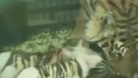 四只小猪穿上虎大衣，却被老虎当成孩子，宠爱有加！
