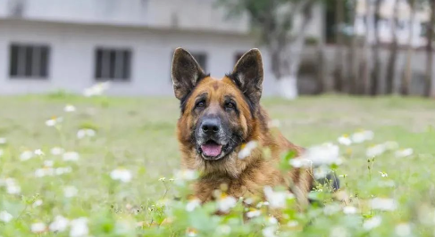 军犬“憨豆”，已在边防巡逻三千公里
