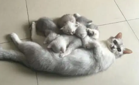 猫咪生了窝小奶猫，每次喂奶都一脸惊恐：我是不是快要被吸干了？