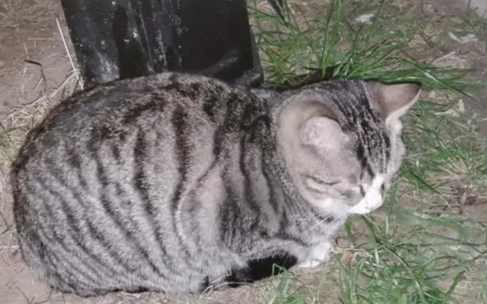 小区流浪猫抓伤业主 物业公司该不该担责？ 