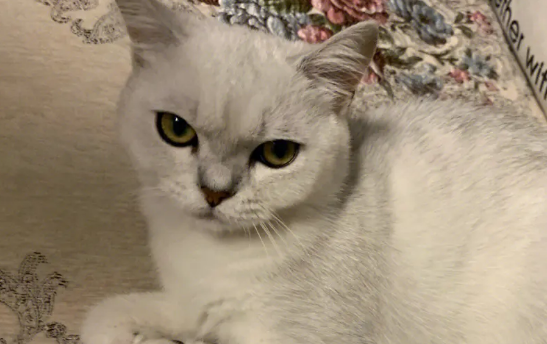 痛失爱猫后，这个90后上海姑娘只身前往佛山暗访偷猫产业链