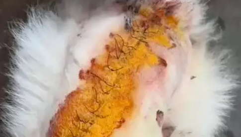 萨摩耶被长期虐待，遭砍伤后流浪了4天，脖子上还戴着电击项圈