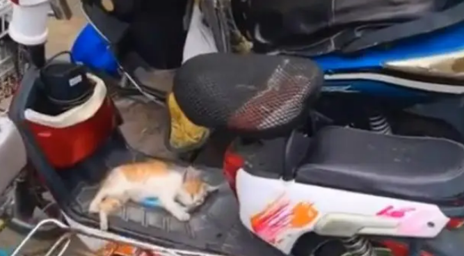 小猫咪饿得走不动路，被好心人喂了火腿肠后，双眼热泪盈眶