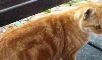 橘猫躺在车顶睡觉，网友刚要抱走，突然愣住：它还留了一手！