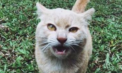 外出露营遇到一只橘猫，进入帐篷就不走了，只好给它让出位置