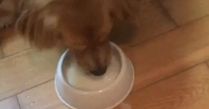 金毛低头看小奶猫喝奶，却没想到狗会这么幼稚，主人差点笑喷了