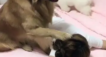 男主人加班很晚回家，推开门一看气坏了，金毛：这个女人是我的