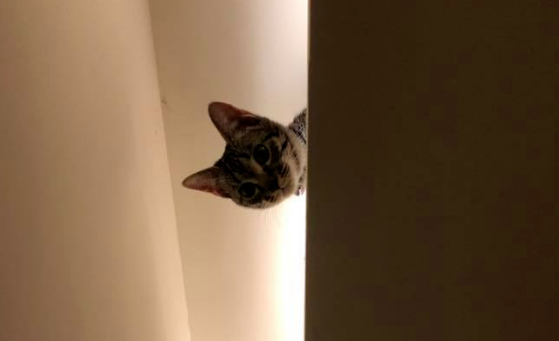 主人下班到家，猫咪躺在床上不来迎接，网友：看姿势就不是正经猫！