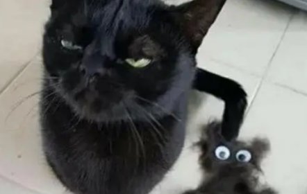 铲屎官用黑猫掉的毛发，给捏了一个黑猫模样，黑猫看见后表情亮了