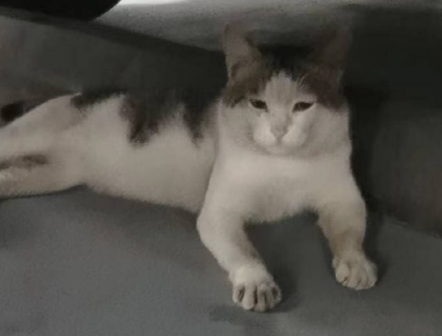 这只流浪猫身怀滑铲碰瓷儿特技，倒地翻肚皮卖萌