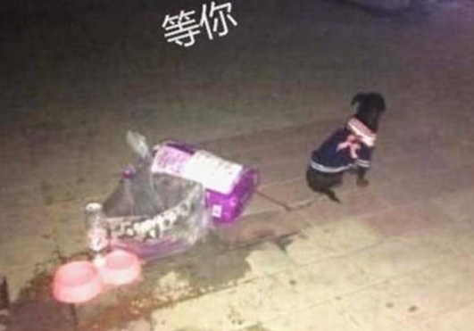 泰迪被遗弃街头, 坐在路口等了主人一天一夜, 旁边的纸条引人落泪