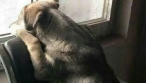流浪犬偷跑进家后被收留，在屋内却心神不宁，最后出现暖心一幕