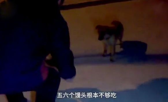 担心白天喂流浪狗吵到住户，老大爷每天深夜喂狗，一干就是4年