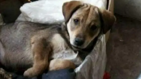 流浪犬偷跑进家后被收留，在屋内却心神不宁，最后出现暖心一幕
