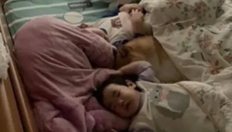 宝宝睡觉时柴犬总是在旁边保护，暖心举动让妈妈感到十分欣慰