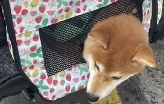 柴犬咬坏东西后被妈妈骂，它却以为在夸它满脸得意：我很棒吧