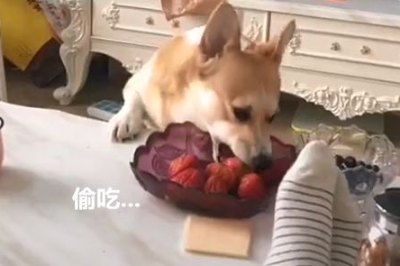 柯基偷吃被发现，果断摔盘子走人:谁还不是个有脾气的宝宝！
