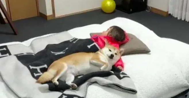 柴犬偷偷溜进婴儿房不出来，妈妈推开门一看潸然泪下