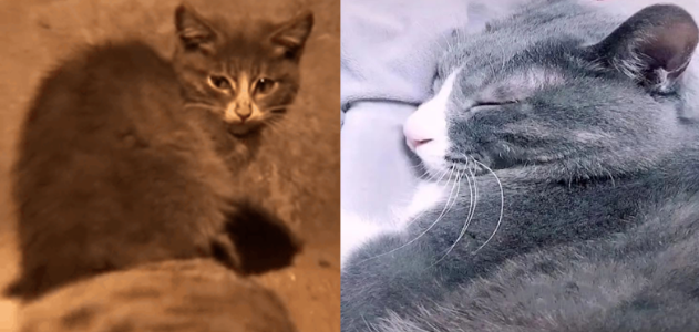 这只吃石头的小猫，见过它的人都哭得一塌糊涂