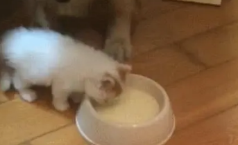 金毛低头看小奶猫喝奶，却没想到狗会这么幼稚，主人差点笑喷了