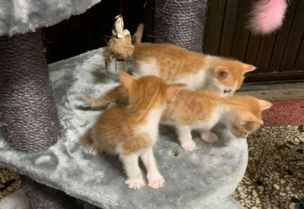 流浪猫来家中生子，老爸见后气炸，没几天就当孙子养了！网友：打脸响彻天际！！