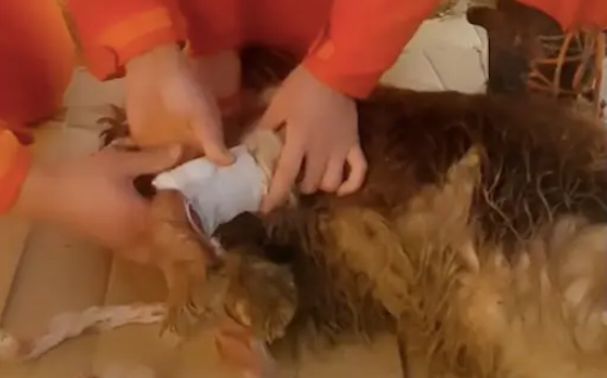 搜救犬救援时腿被割伤，但它忍着痛还继续搜救，甚至都没有叫出声！ 