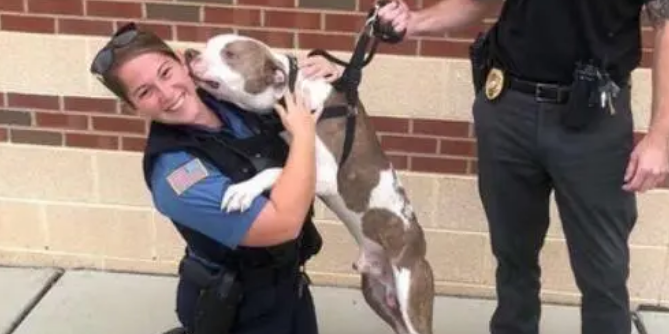 比特犬被绑在树边不能吃喝，眼神中只有绝望，被救后重拾笑容