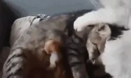 猫妈妈生产后，猫爸忙前忙后还给猫妈按摩，光看着就觉得暖心