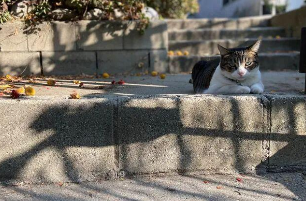  这只猫咪从邻居家偷各种小玩意儿叼回家，还在主人面前邀功